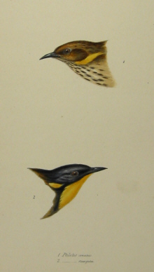 John Gould's Birds of Australia